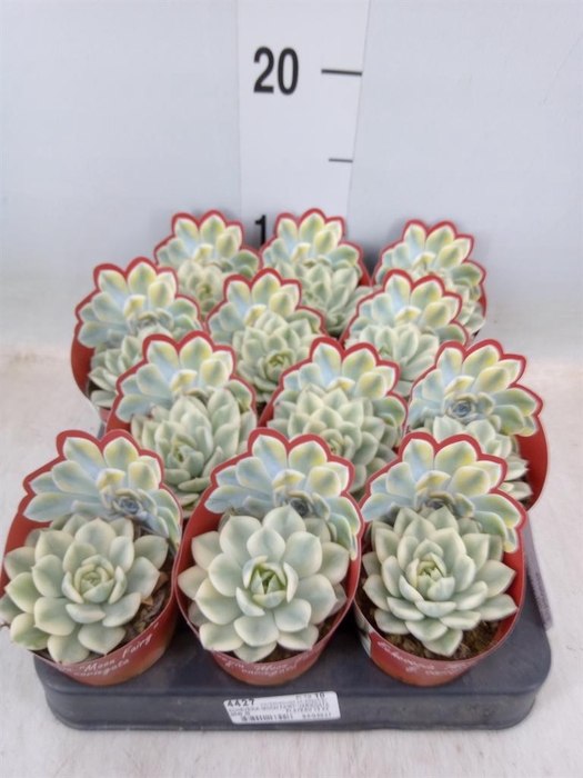 <h4>Echeveria ...</h4>