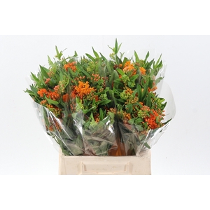 Ascl Tuberosa