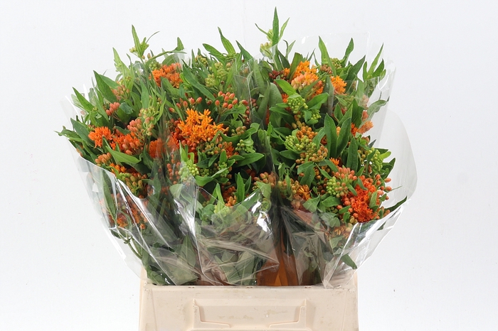 <h4>Ascl Tuberosa</h4>