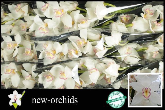 <h4>CYMB T TONY</h4>