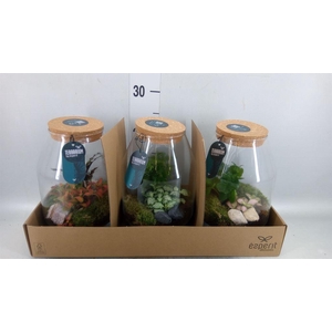 Arr.   Planten H%