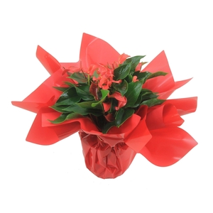 Anthurium XL.67 Trillions Red 14cm met rode rondello