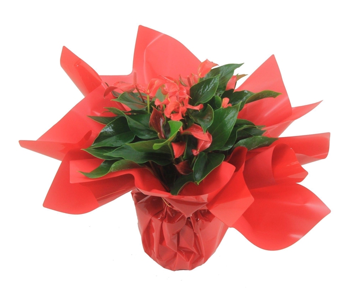 <h4>Anthurium XL.67 Trillions Red 14cm met rode rondello</h4>