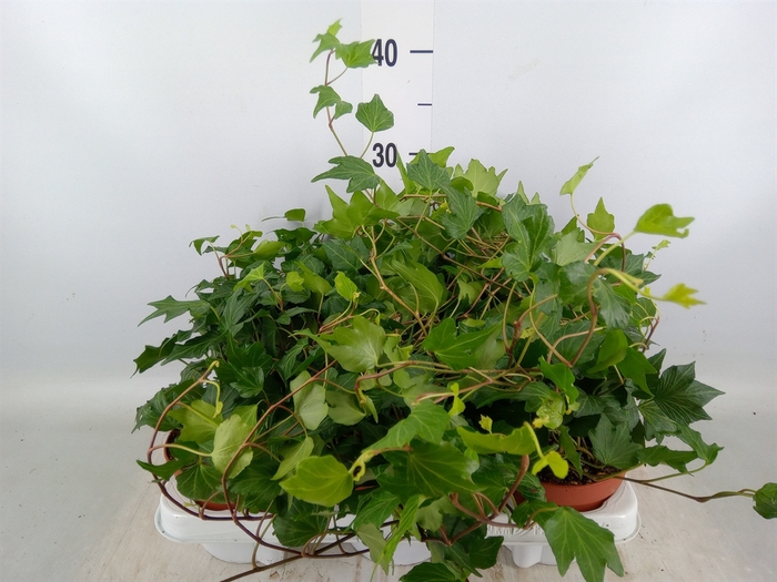 <h4>Hedera helix 'Green Ripple'</h4>