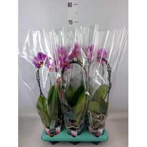 Phalaenopsis   ...