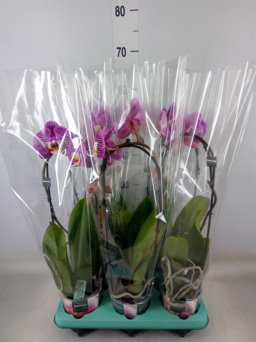<h4>Phalaenopsis   ...</h4>