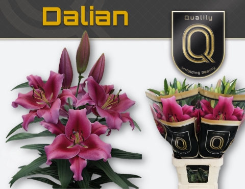 LI OT DALIAN MAGNUM 5+