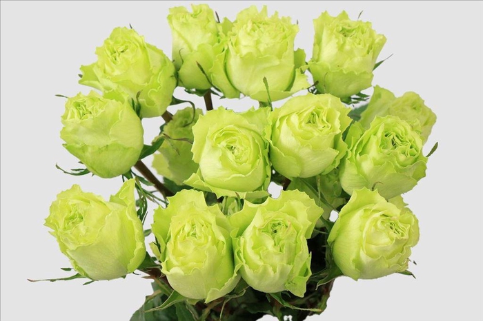 <h4>Rosa ec lemonade</h4>
