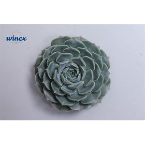 Echeveria Haylina Cutflower Wincx-5cm