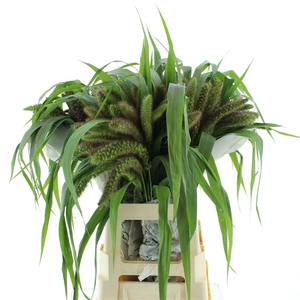 Setaria It Red Jewel