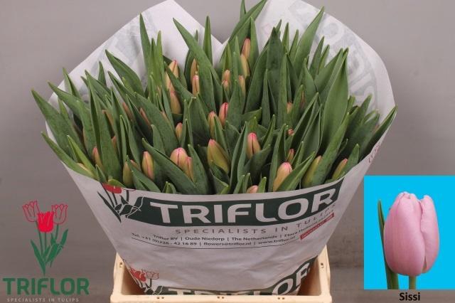 <h4>TU EN SISSI</h4>