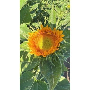 Helianthus Sunfill Verde
