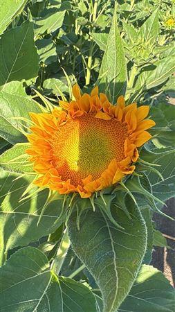 <h4>Helianthus Sunfill Verde</h4>