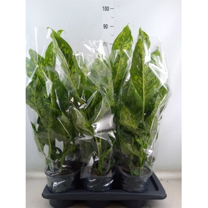 Dieffenbachia  'Spotty'
