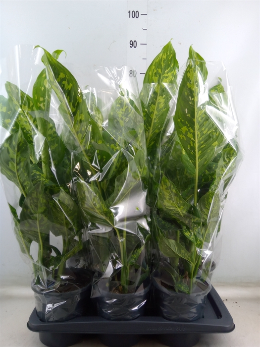 <h4>Dieffenbachia  'Spotty'</h4>