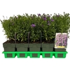 Aster
