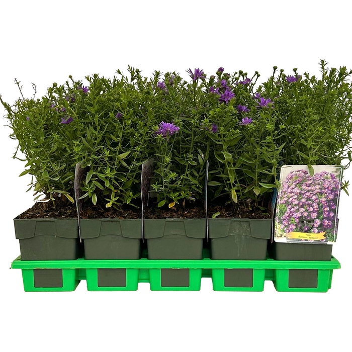 Aster