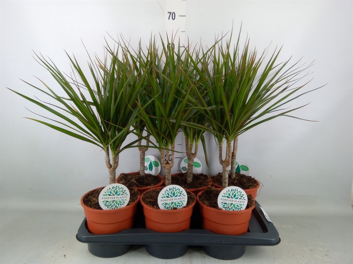 <h4>Dracaena marg.</h4>