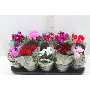 CYCLAMEN MINI P11