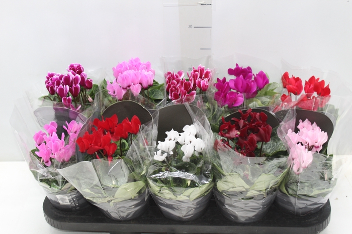 <h4>CYCLAMEN MINI P11</h4>