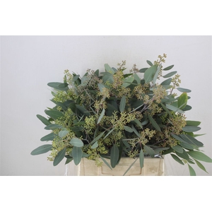Euca Populus Berry Short 150gr P Bunch