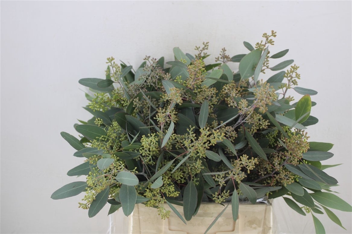 <h4>Euca Populus Berry Short 150gr P Bunch</h4>
