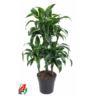 <h4>45-carrousel,4 stek/pot</h4>