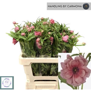 RAN N MODERN ENERGIA