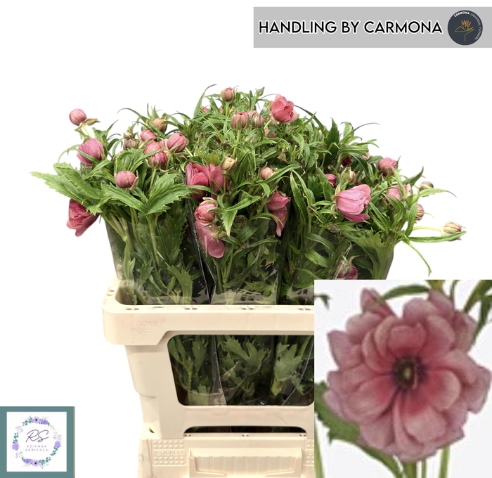 <h4>RAN N MODERN ENERGIA</h4>