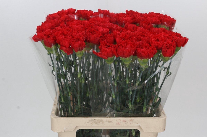 <h4>Dianthus St Gennaro</h4>