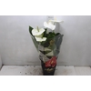 ANTHURIUM MICHIGAN P17 PREMIUM