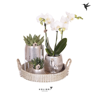 Kolibri Green up your home Gift Set Le Chic silver