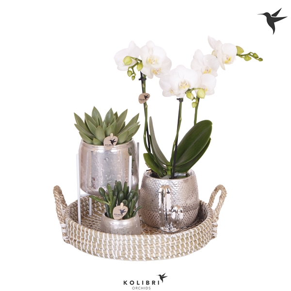 <h4>Kolibri Green up your home Gift Set Le Chic silver</h4>