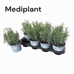 Rosmarinus Officinalis 14