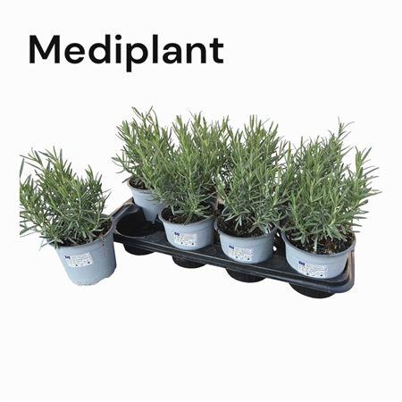 <h4>Rosmarinus Officinalis 14</h4>