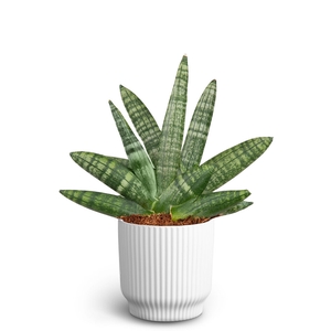 SANSEVIERIA BONCELLENSIS P10 NORDIC