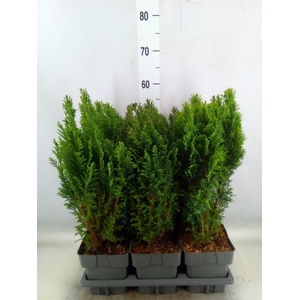 Chamaecyparis laws. 'Ellwoodii'