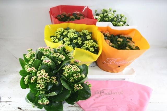 <h4>KAL GE GEM 5 KL</h4>