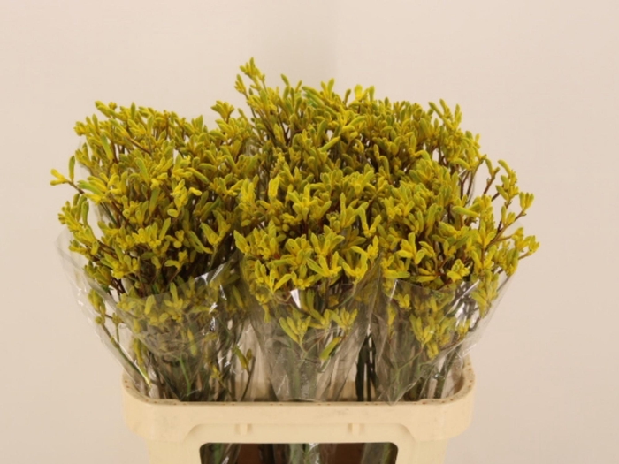 <h4>Anigoz Yellow Gem</h4>