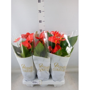 Anthurium andr. 'Sierra Orange'