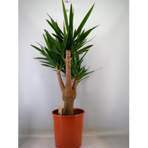 Yucca elephantipes   ...