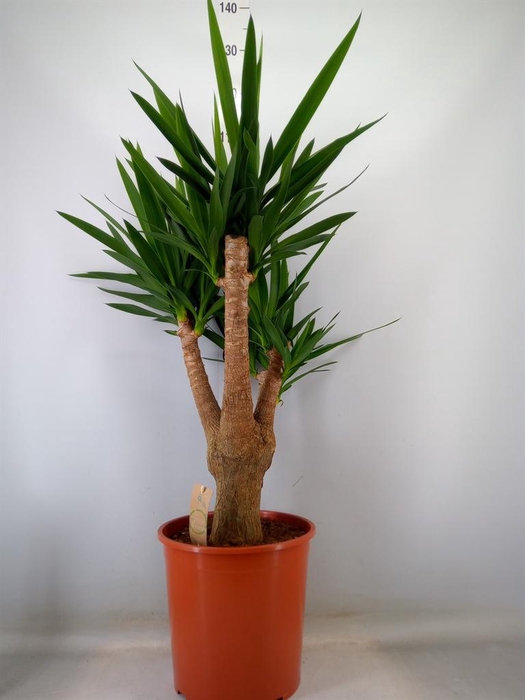 <h4>Yucca elephantipes   ...</h4>