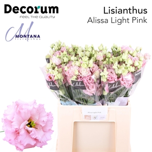 Lisianthus Alissa light pink 60cm
