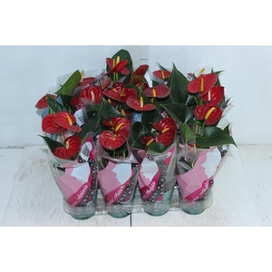 ANTHURIUM RED SUCCESS P09