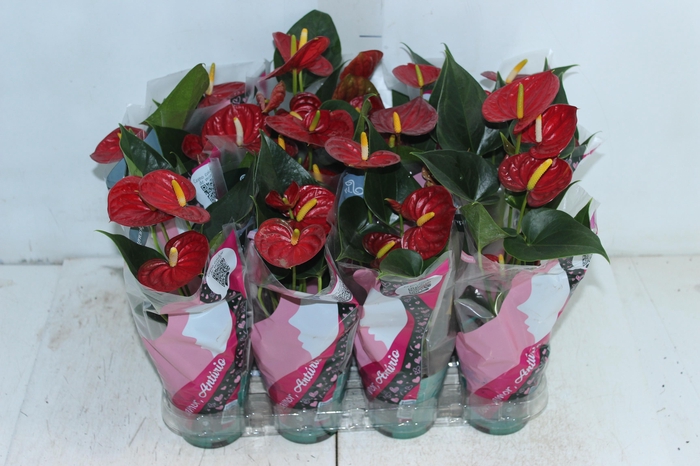 <h4>ANTHURIUM RED SUCCESS P09</h4>