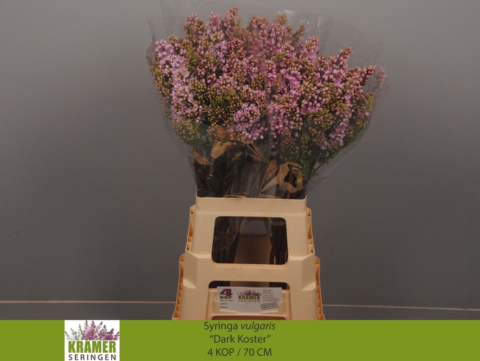 <h4>SYR V DARK KOSTER</h4>