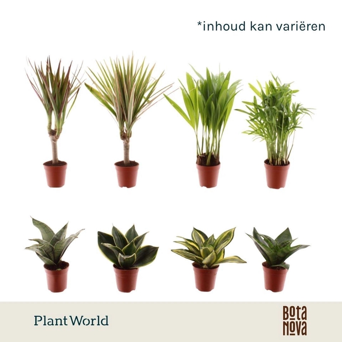 <h4>kamerplanten</h4>