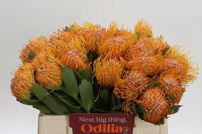 <h4>LEUCO SOLEIL</h4>