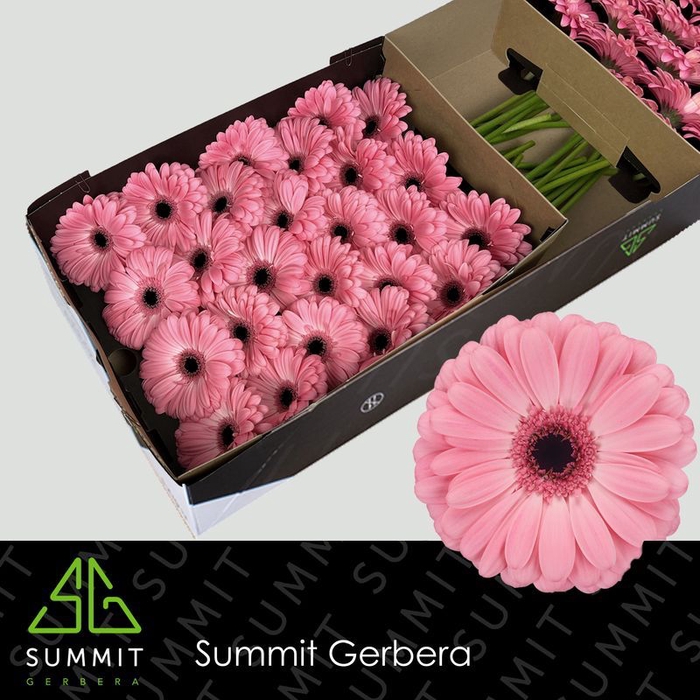 Gerbera Joyride Doos