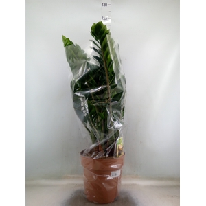 Zamioculcas zamiifolia